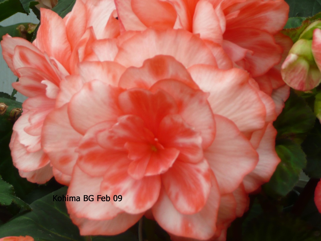 B. ‘Kohima’